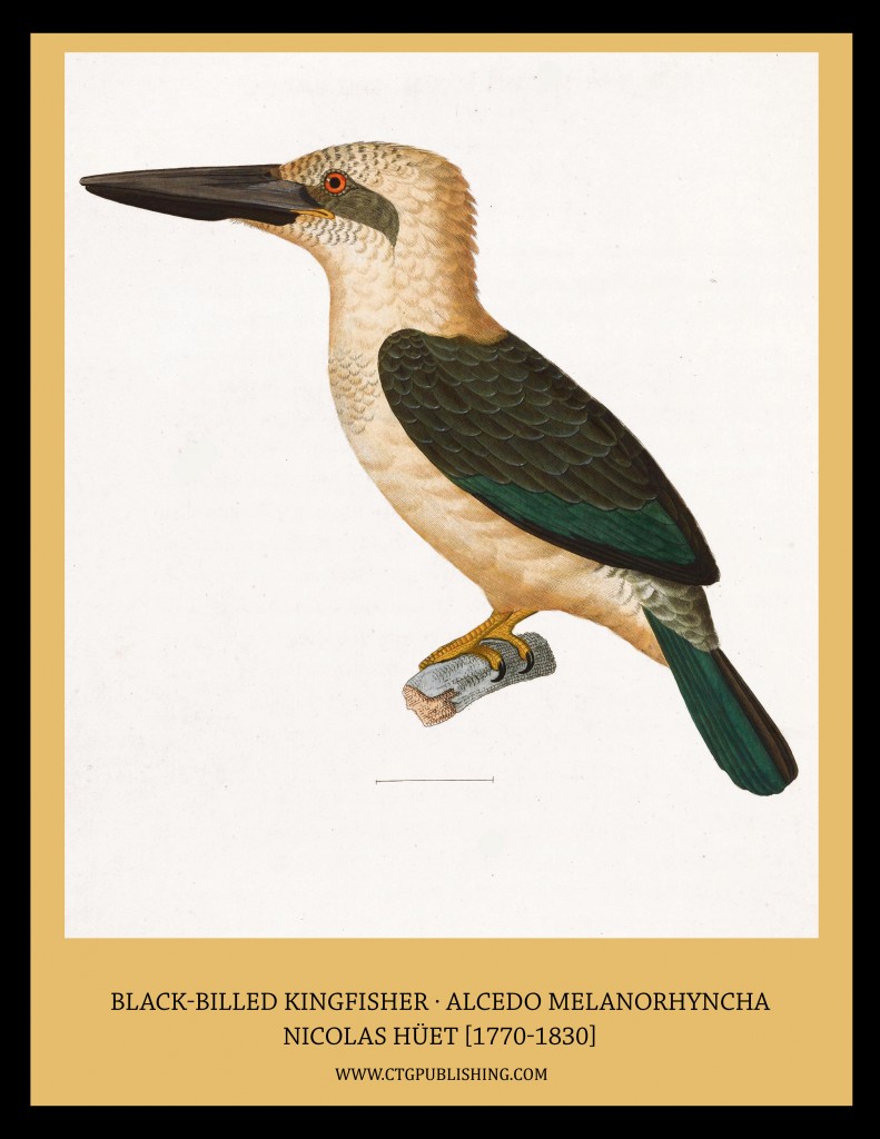 Black-billed Kingfisher - Illustration by Nicolas Huet
