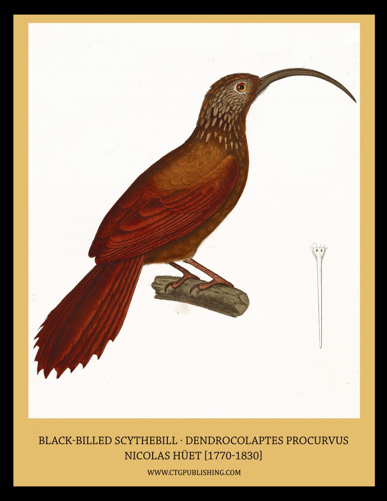 from Nouveau recueil de planches coloriées d'oiseaux, published 1838