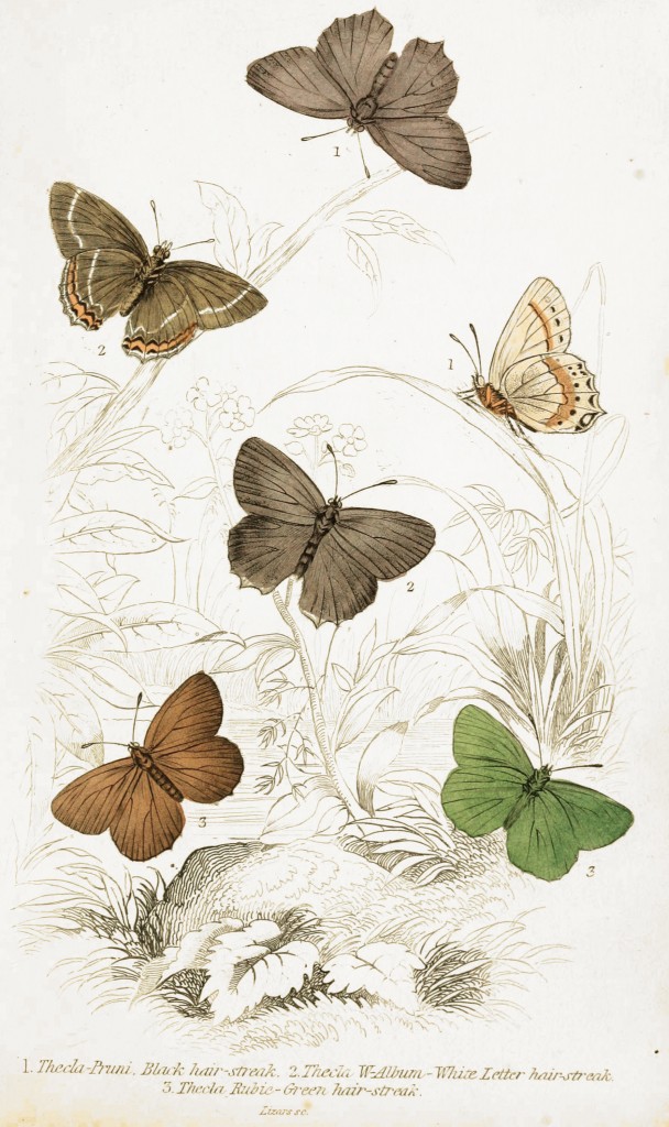 Black, Green and White Letter Hair Streak Butterflies - Illustration by W.H. Lizars circa 1855