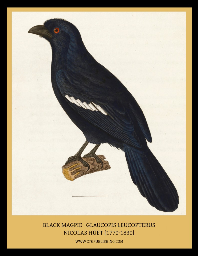 Black Magpie - Illustration by Nicolas Huet