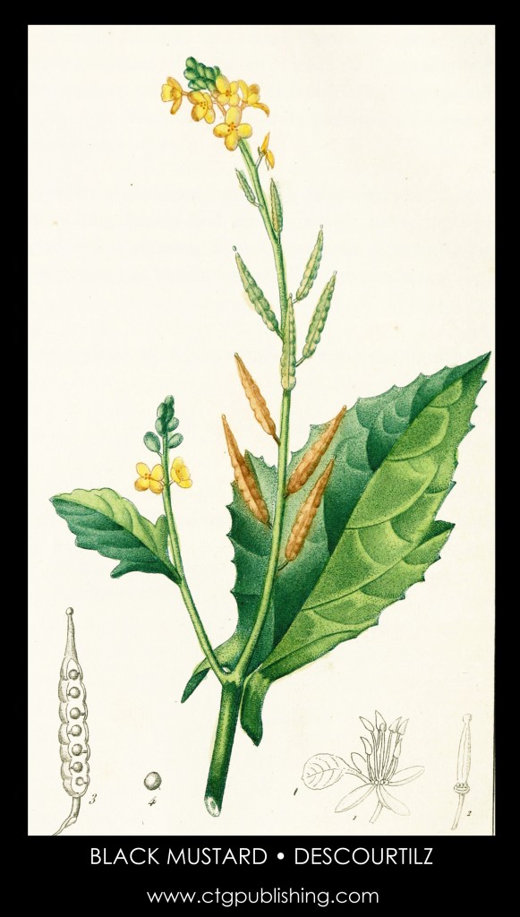 Black Mustard Plant Illustration by Descourtilz