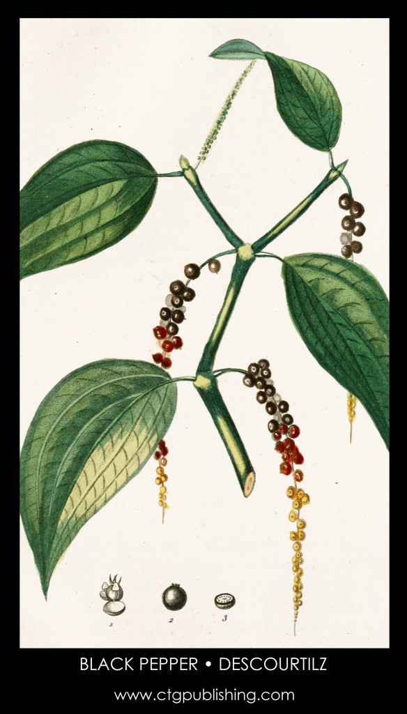 Black Pepper Plant Illustration by Descourtilz