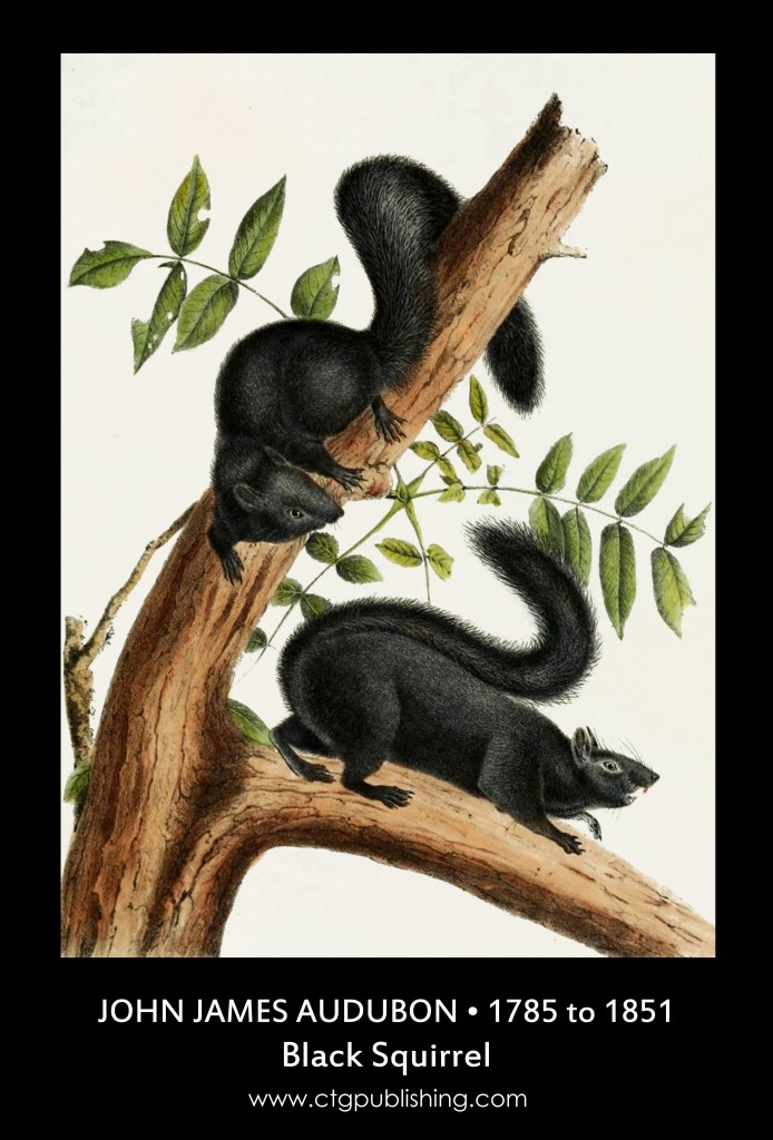 Black Squirrel - Illustration by John James Audubon