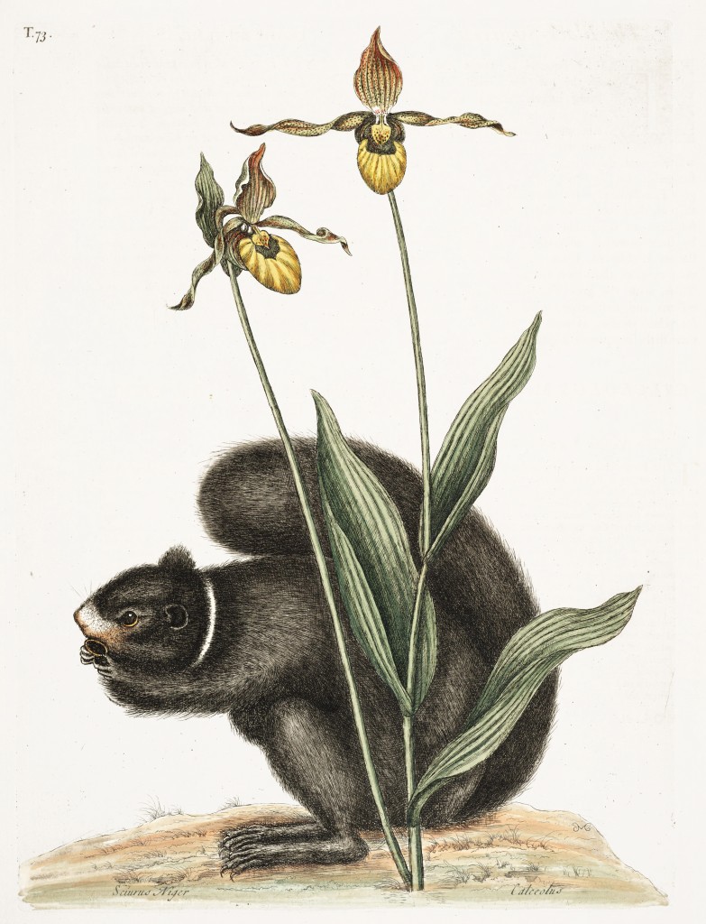 Black Squirrel Illustration by Mark Catesby circa 1722