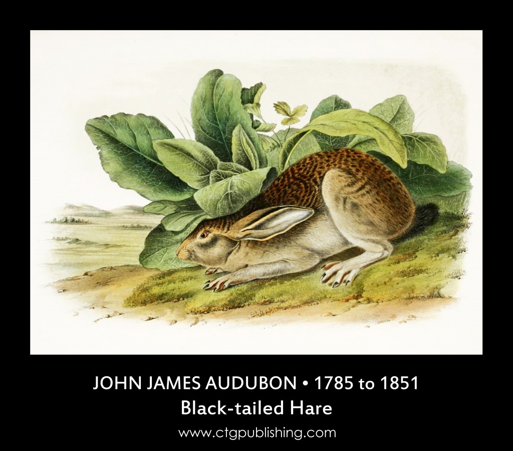 Black-tailed Hare - Illustration by John James Audubon