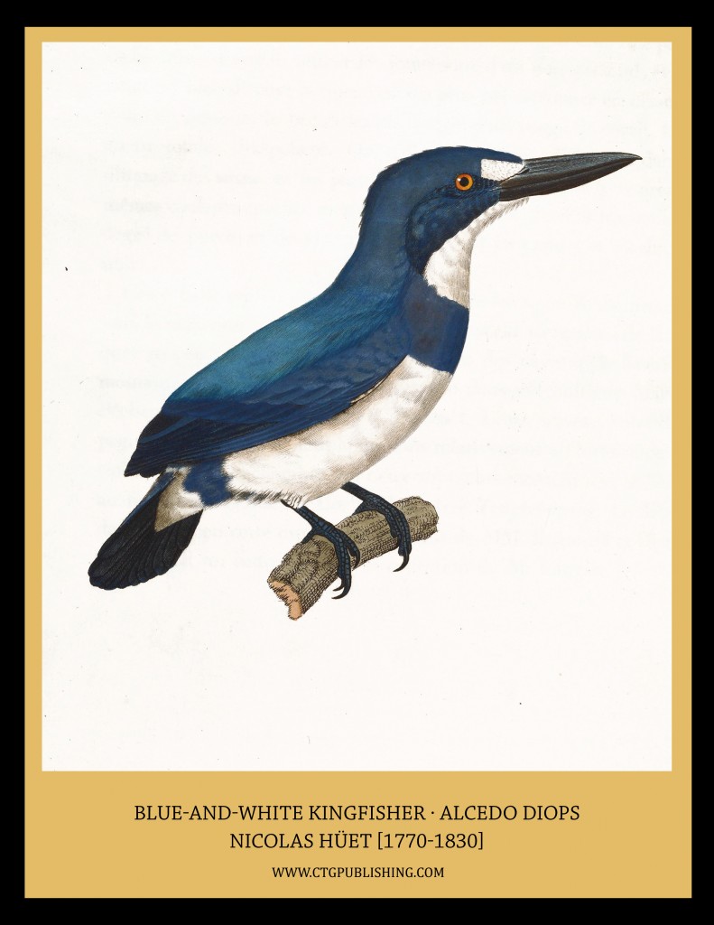 Blue and White Kingfisher - Illustration by Nicolas Huet