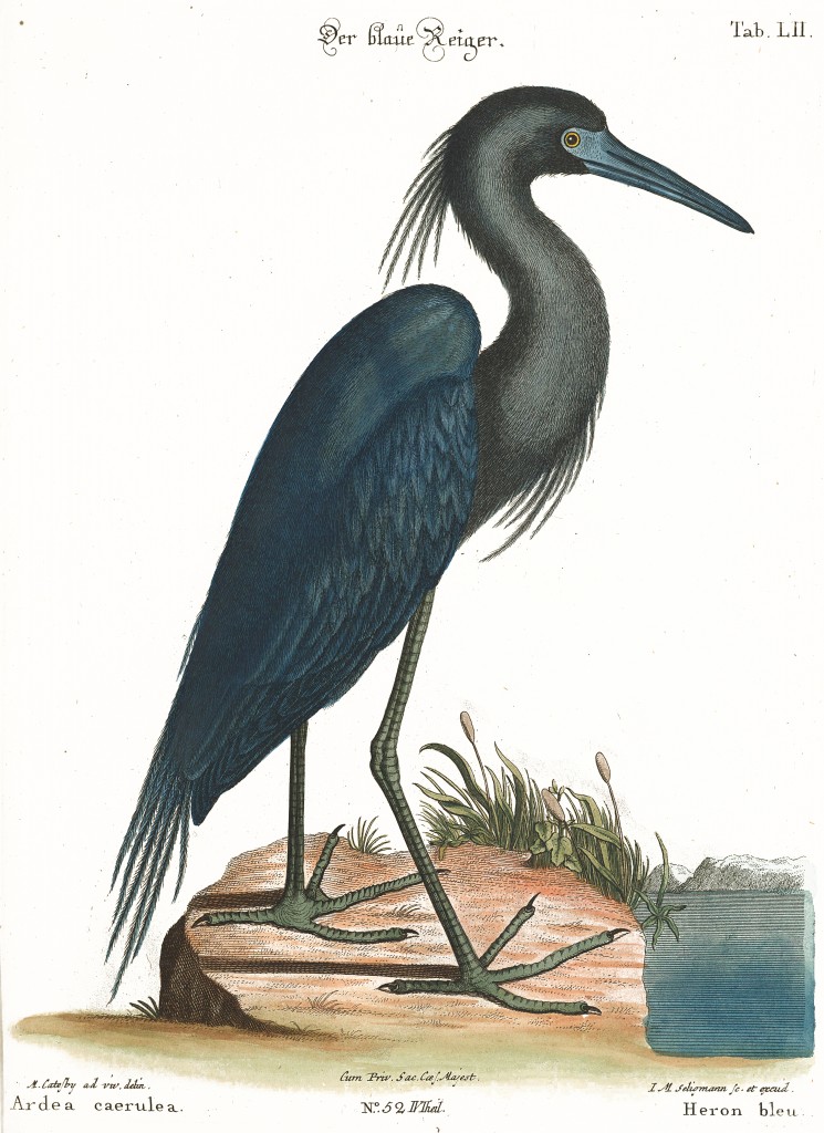 Blue Heron Illustration by Mark Catesby circa 1722