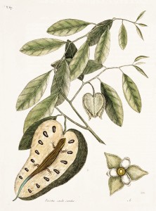 Blue-tailed Lizard and Annona Illustration by Mark Catesby circa 1722