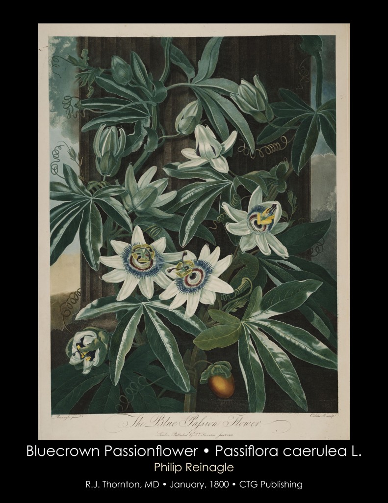Bluecrown Passionflower Illustration from Temple of Flora R.J. Thornton published 1800