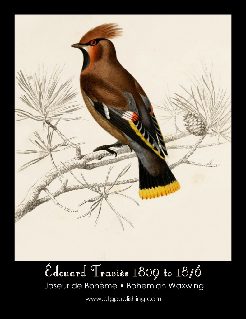 Bohemian Waxwing - Illustration by Edouard Travies