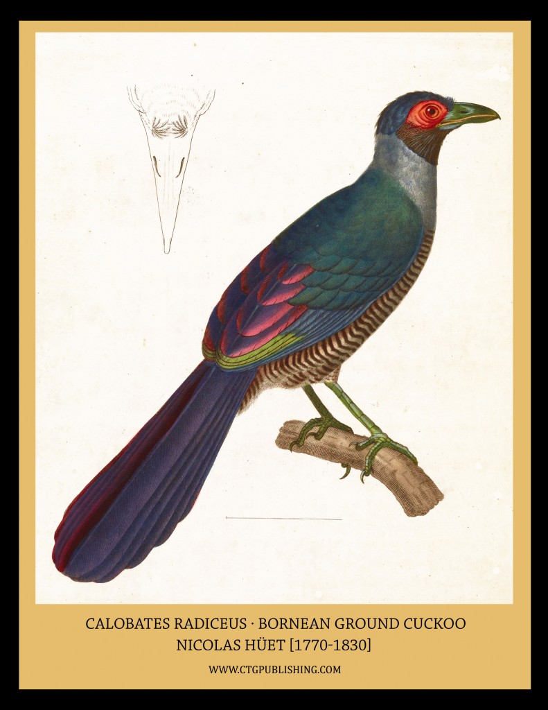 Bornean Ground Cuckoo - Illustration by Nicolas Huet