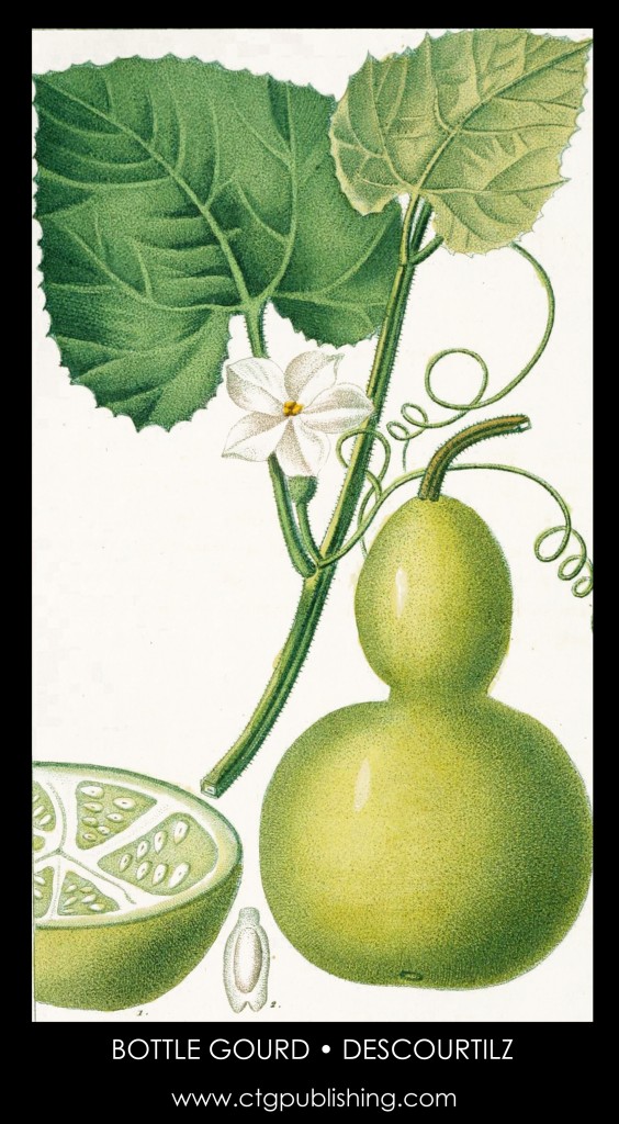 Bottle Gourd Plant Illustration by Descourtilz