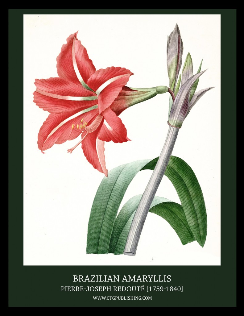 Brazilian Amaryllis - Illustration by Pierre-Joseph Redoute