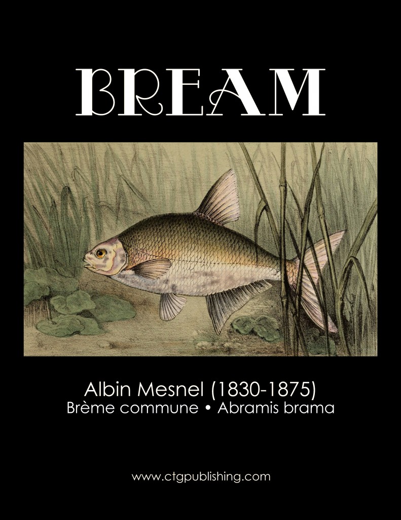 Bream - Fish Illustration by Albin Mesnel