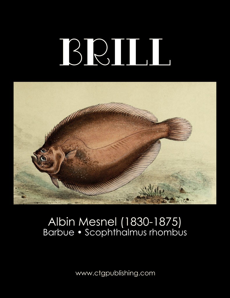 Brill - Fish Illustration by Albin Mesnel
