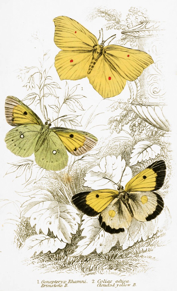 Brimstone and Clouded Yellow Butterflies - Illustration by W.H. Lizars circa 1855