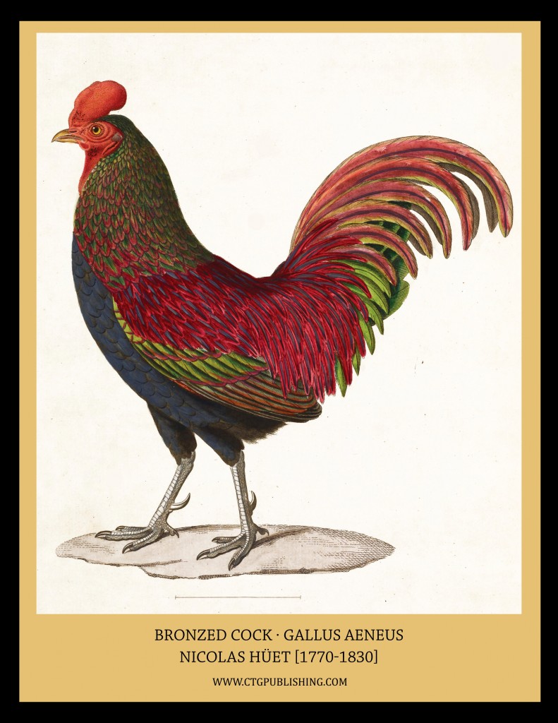 Bronzed Cock - Illustration by Nicolas Huet