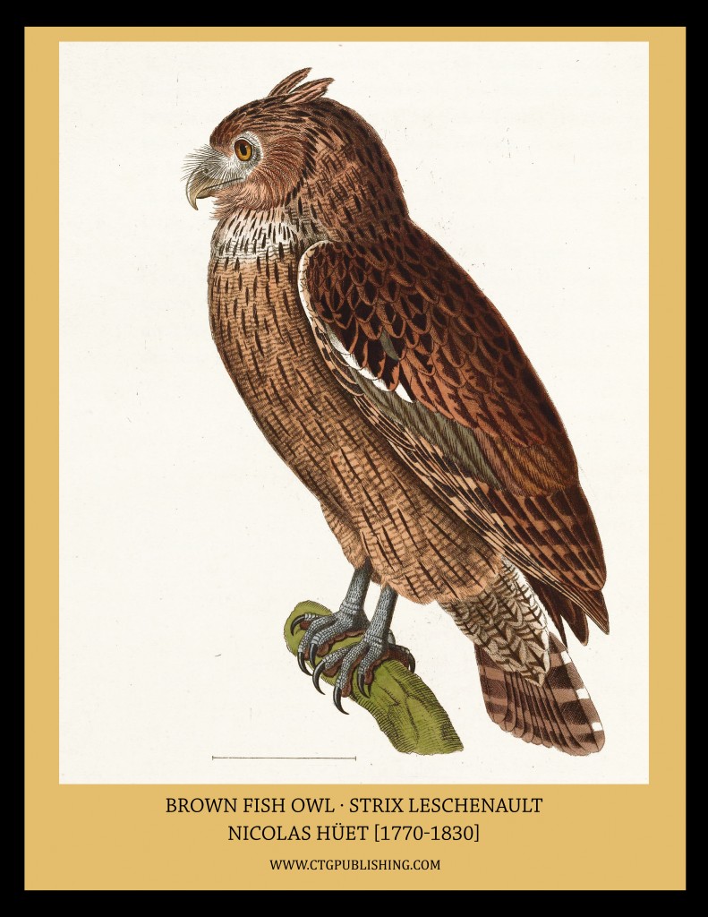Brown Fish-Owl - Illustration by Nicolas Huet