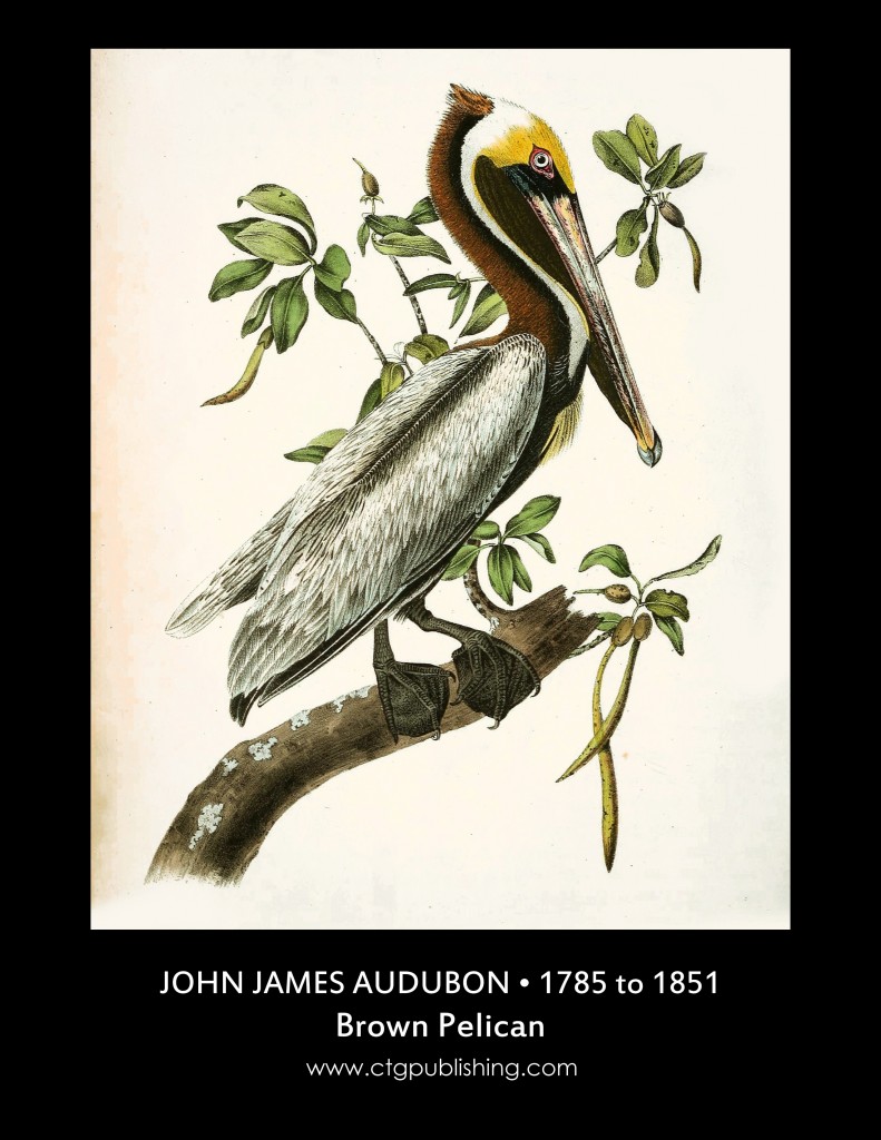 Brown Pelican - Illustration by John James Audubon circa 1840