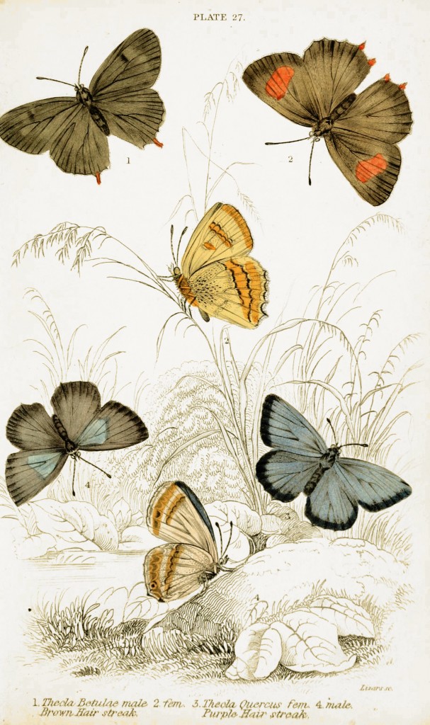 Purple and Brown Hair Streak Butterflies - Illustration by W.H. Lizars circa 1855
