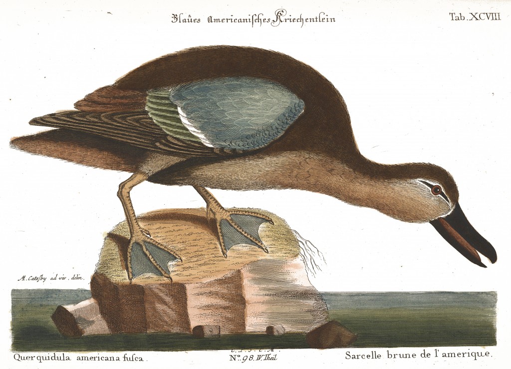 Brown Teal Duck Illustration by Mark Catesby circa 1722