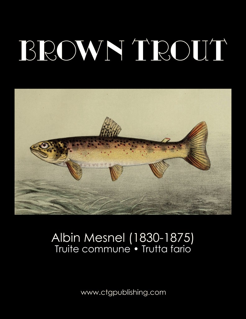 Trout - Fish Illustration by Albin Mesnel