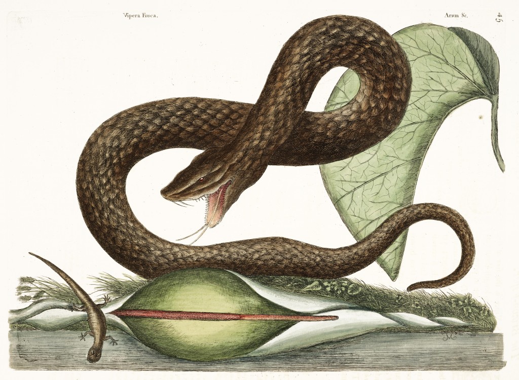 Brown Viper Illustration by Mark Catesby circa 1722