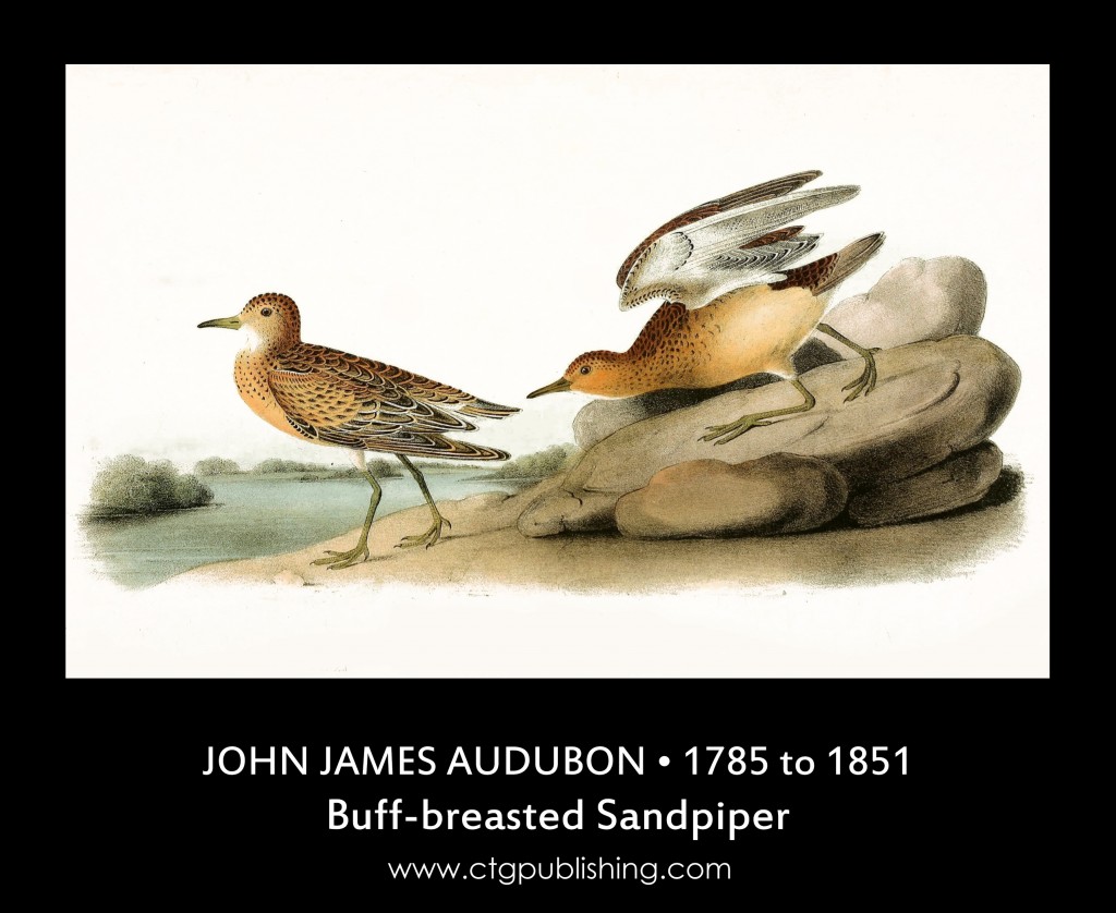 Buff Breasted Sandpiper - Illustration by John James Audubon circa 1840