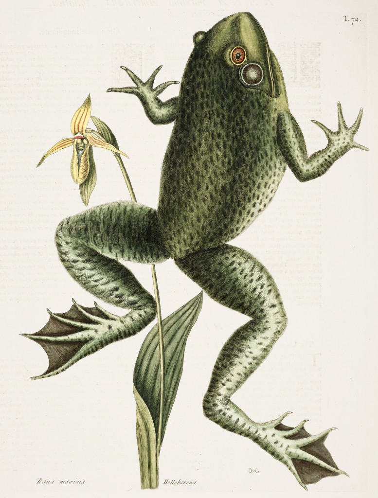 Bullfrog Illustration by Mark Catesby circa 1722