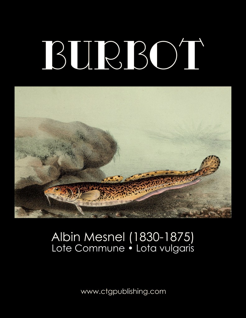 Burbot - Fish Illustration by Albin Mesnel