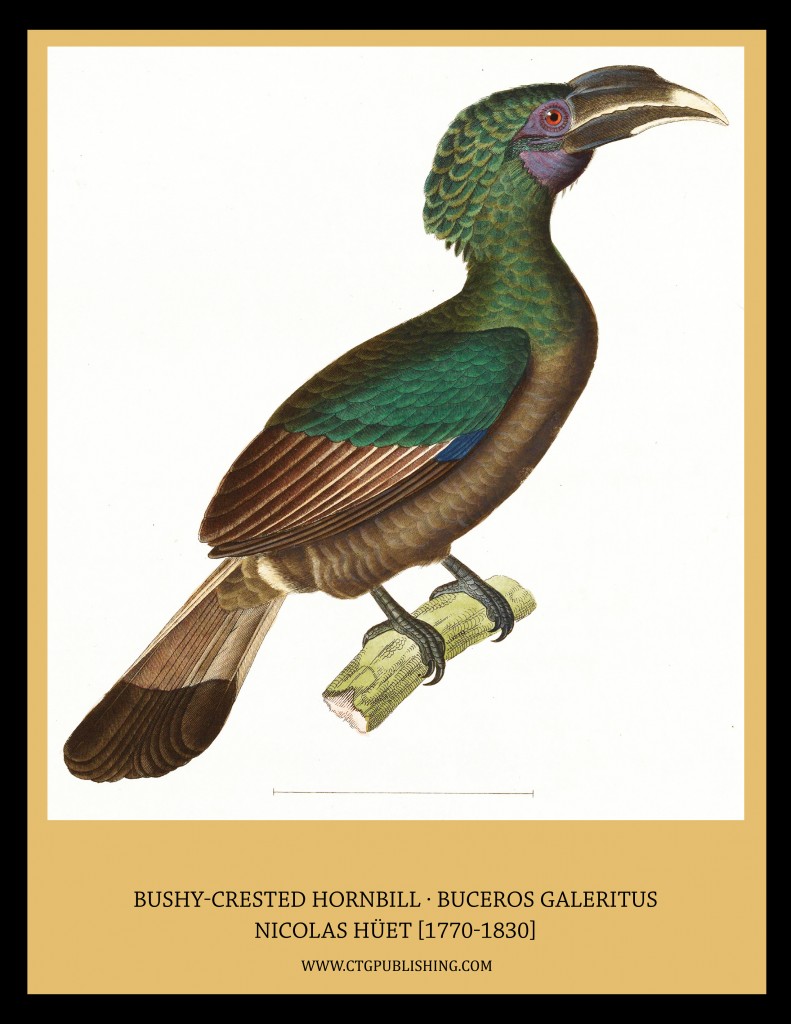 Bushy Crested Hornbill - Illustration by Nicolas Huet