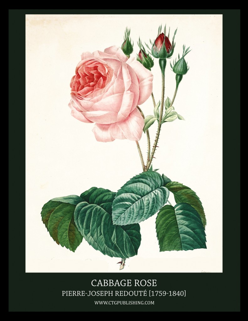 Cabbage Rose - Illustration by Pierre-Joseph Redoute