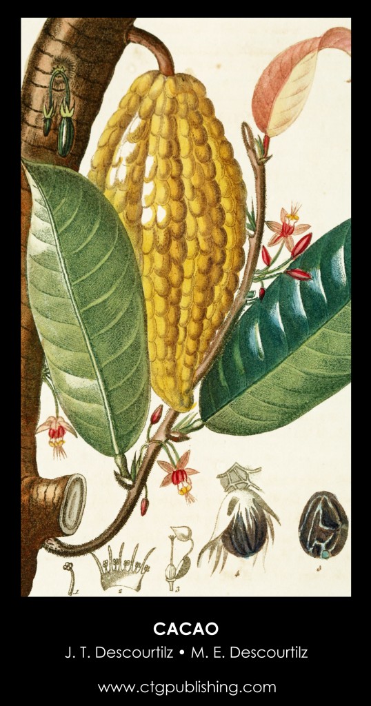Cacao Plant Illustration by Descourtilz