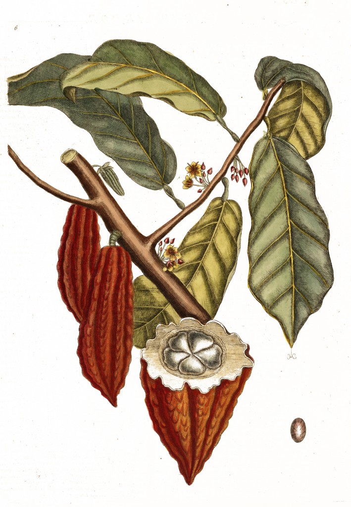 Cacao Plant Illustration by Mark Catesby circa 1722