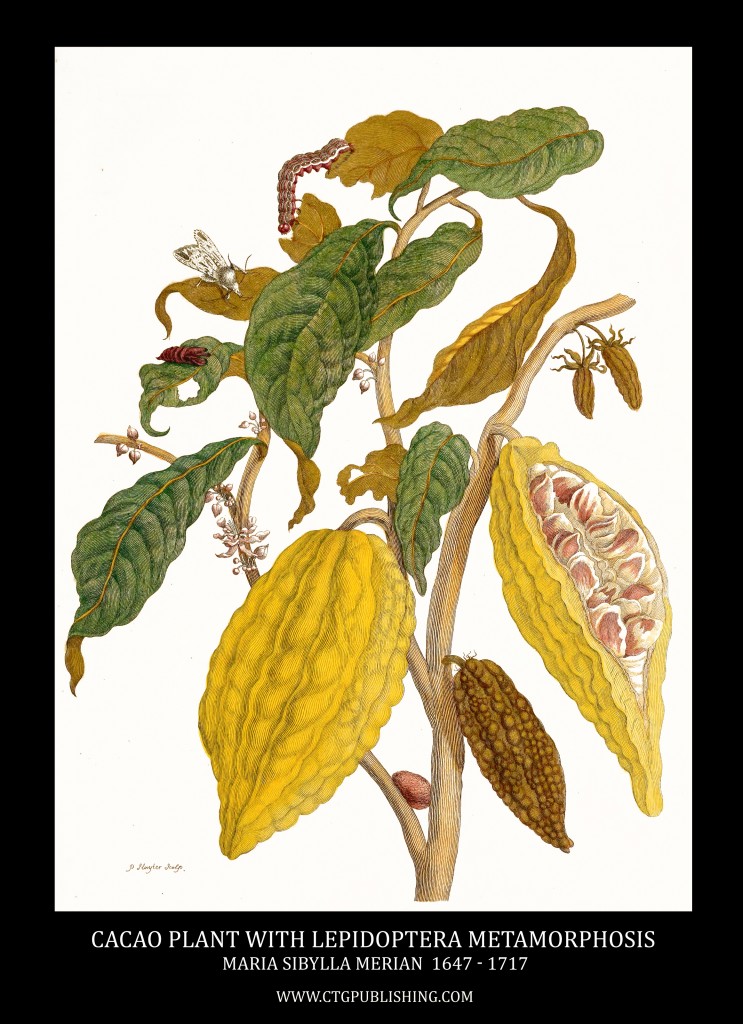 Cacao Plant and Lepidoptera Metamorphosis Image by Maria Sibylla Merian circa 1705