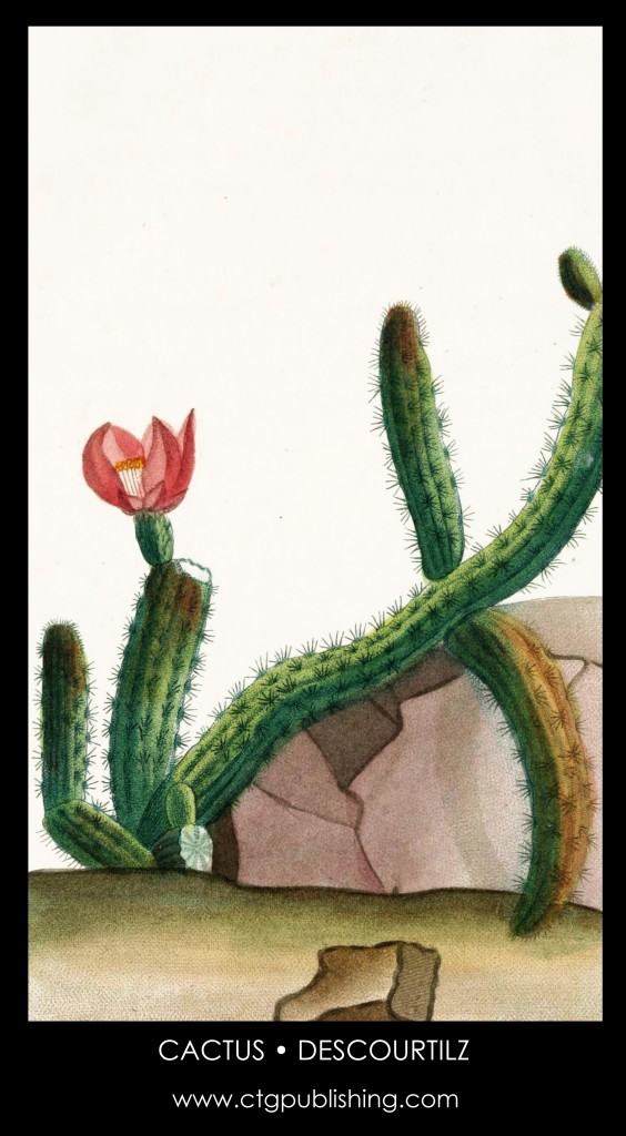 Cactus Plant Plant Illustration by Descourtilz