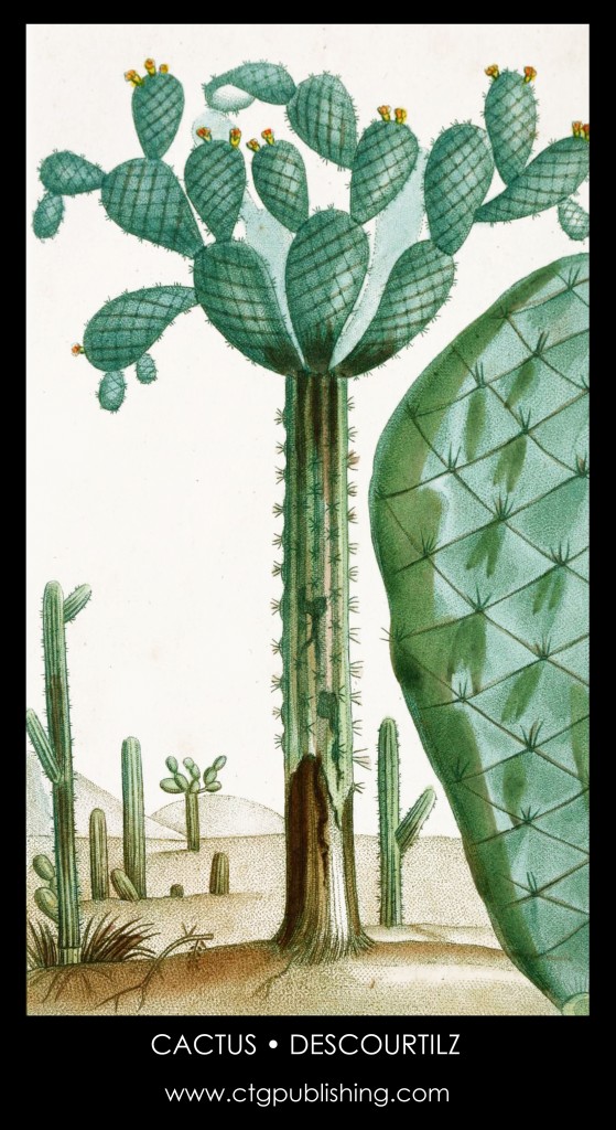 Cactus Plant Plant Illustration by Descourtilz