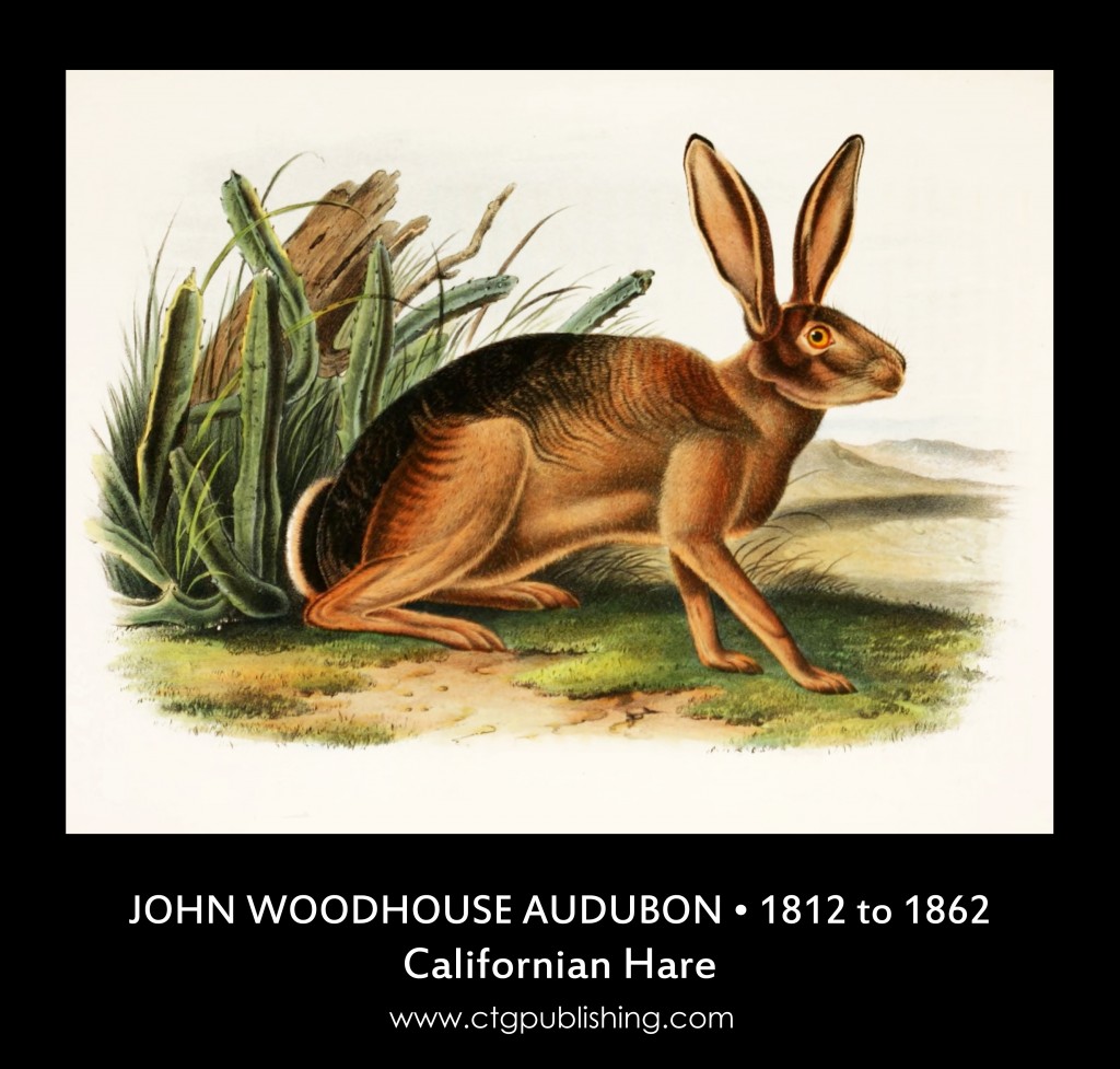 California Hare - Illustration by John Woodhouse Audubon