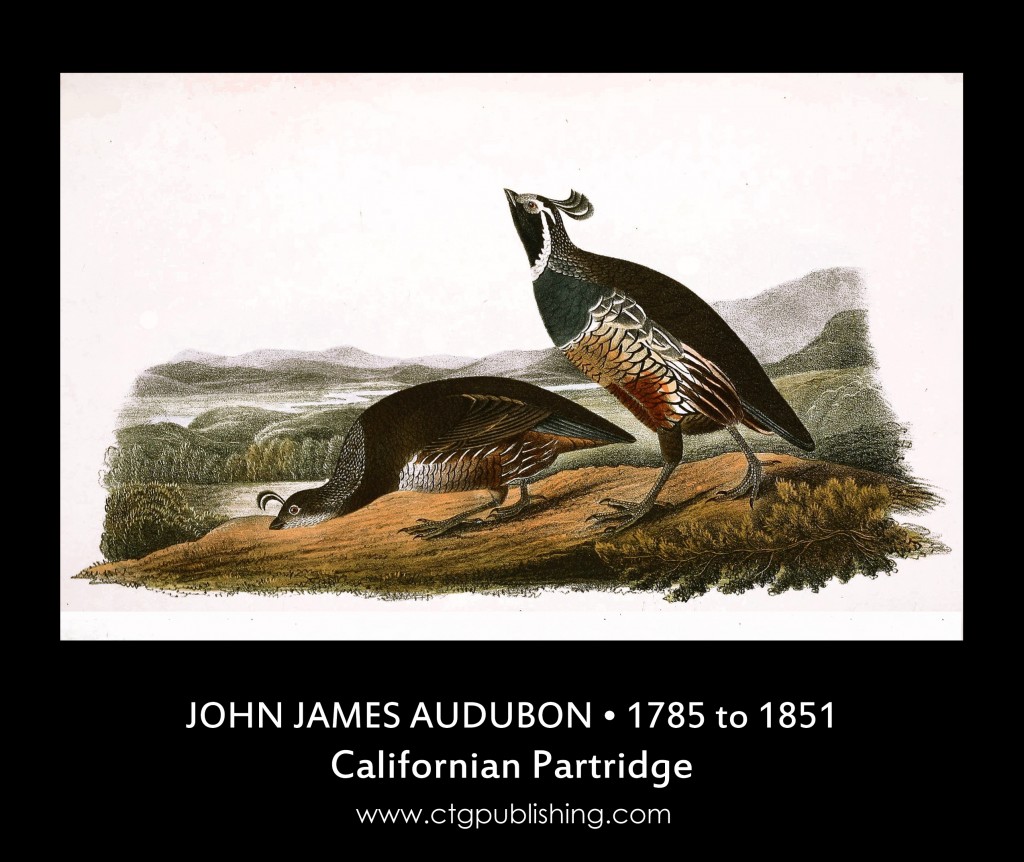 California Partridge - Illustration by John James Audubon circa 1840