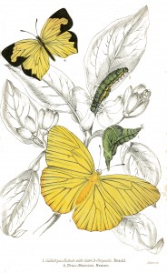 Callidryas Eubule and Terias Mexicana Butterflies - Illustration by W.H. Lizars circa 1858