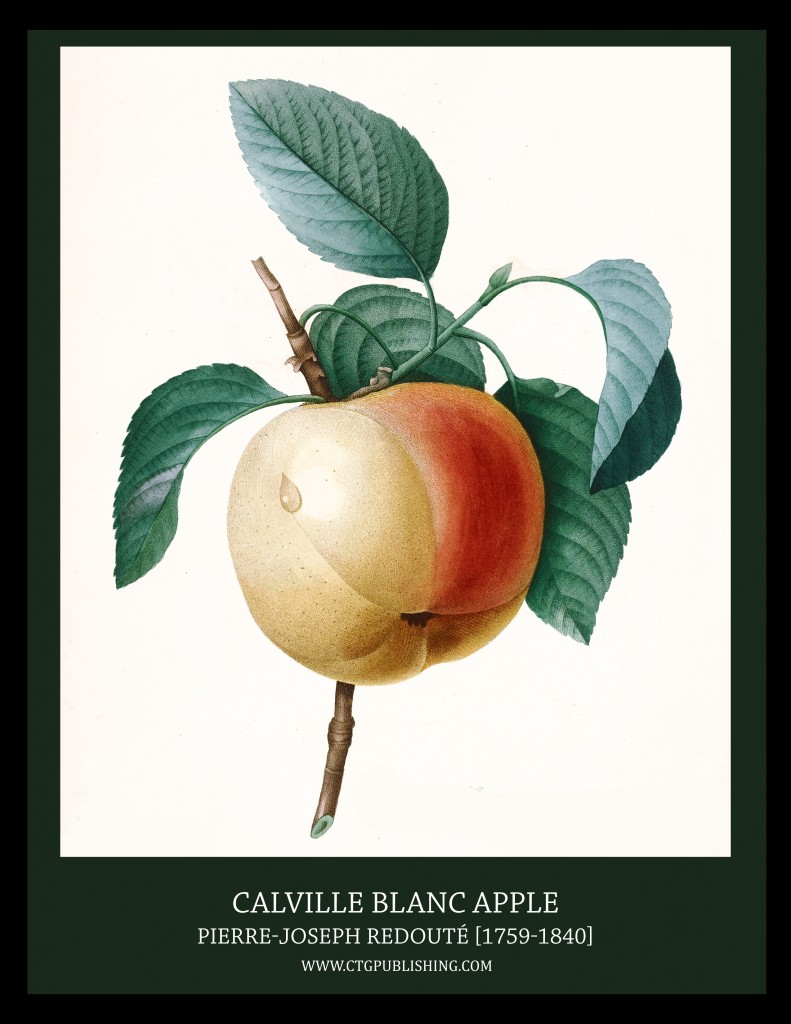 Calville Blanc Apple - Illustration by Pierre-Joseph Redoute