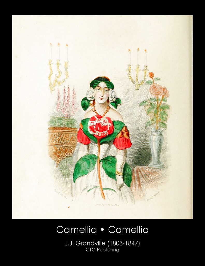Camellia Illustration From J. J. Grandville's Animated Flowers