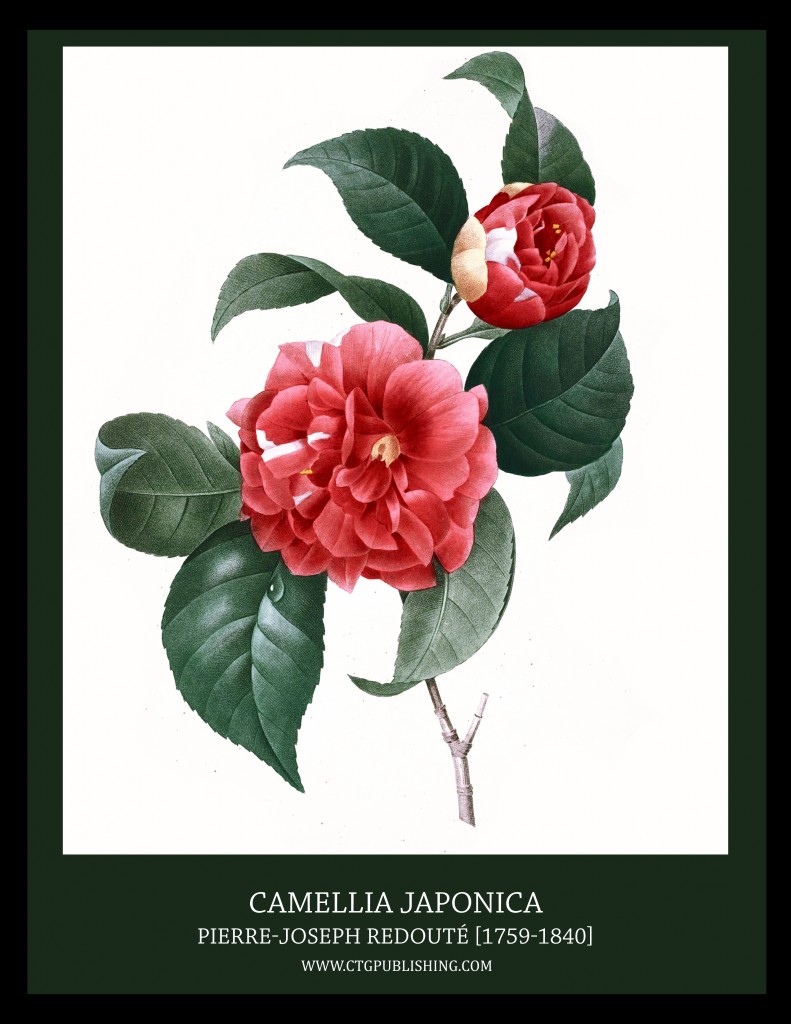 Camellia Japonica - Illustration by Pierre-Joseph Redoute