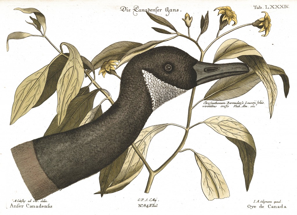 Canadian Goose Illustration by Mark Catesby circa 1722