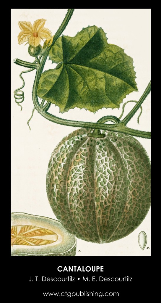 Cantaloupe Illustration by Descourtilz