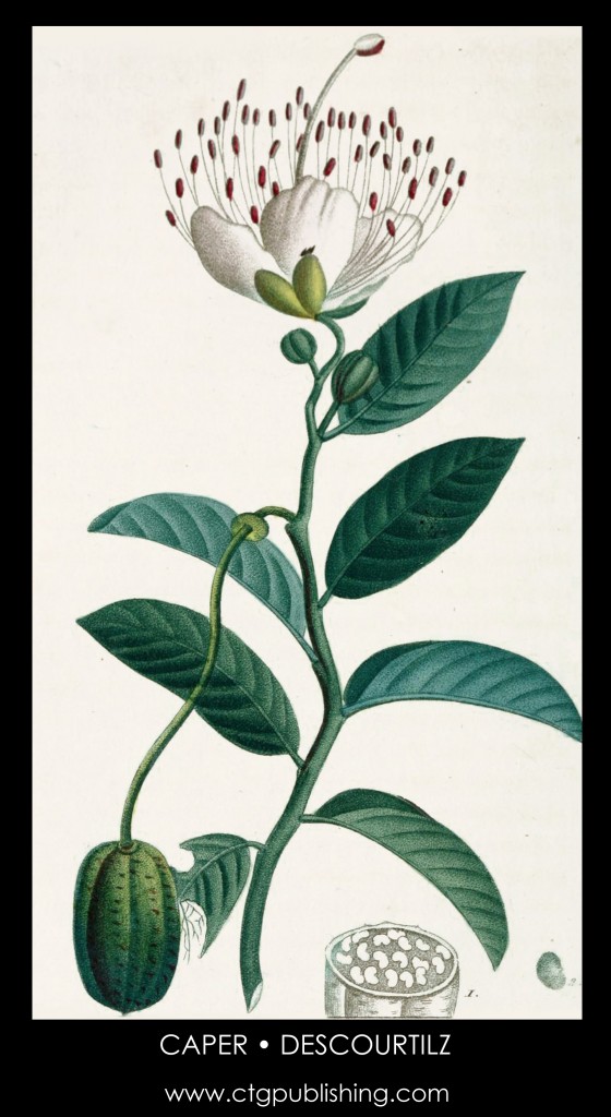 Caper Plant Illustration by Descourtilz