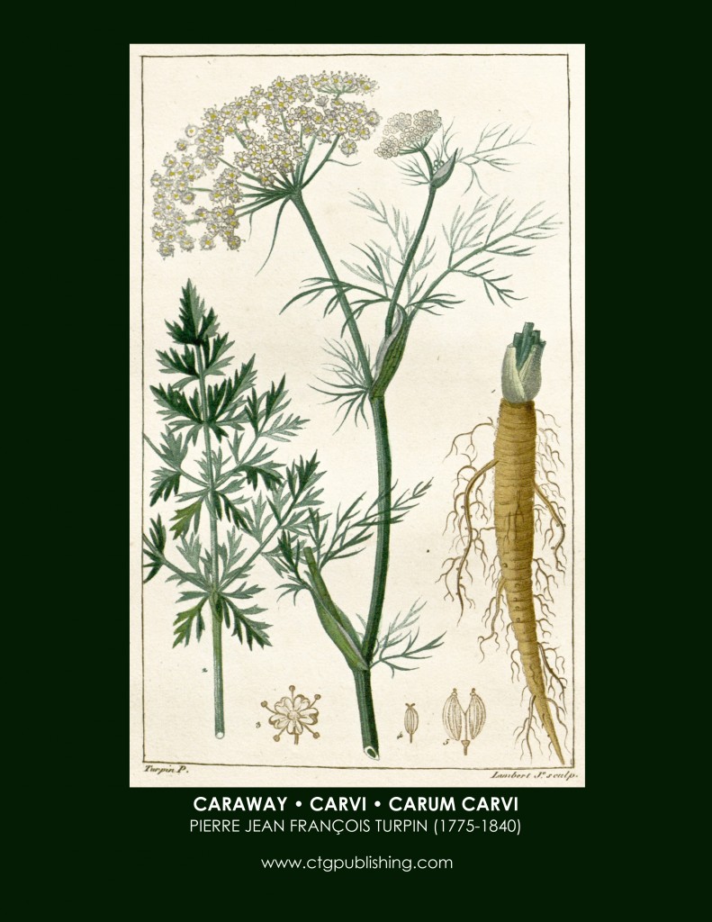 Caraway Botanical Print by Turpin
