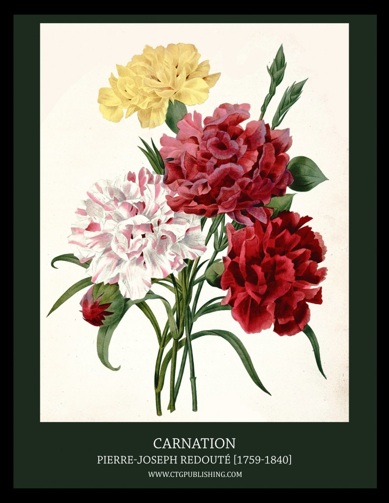 Carnation - Illustration by Pierre-Joseph Redoute