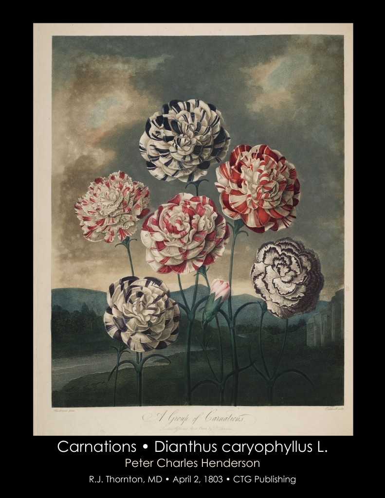 Carnations Illustration from Temple of Flora R.J. Thornton published 1803