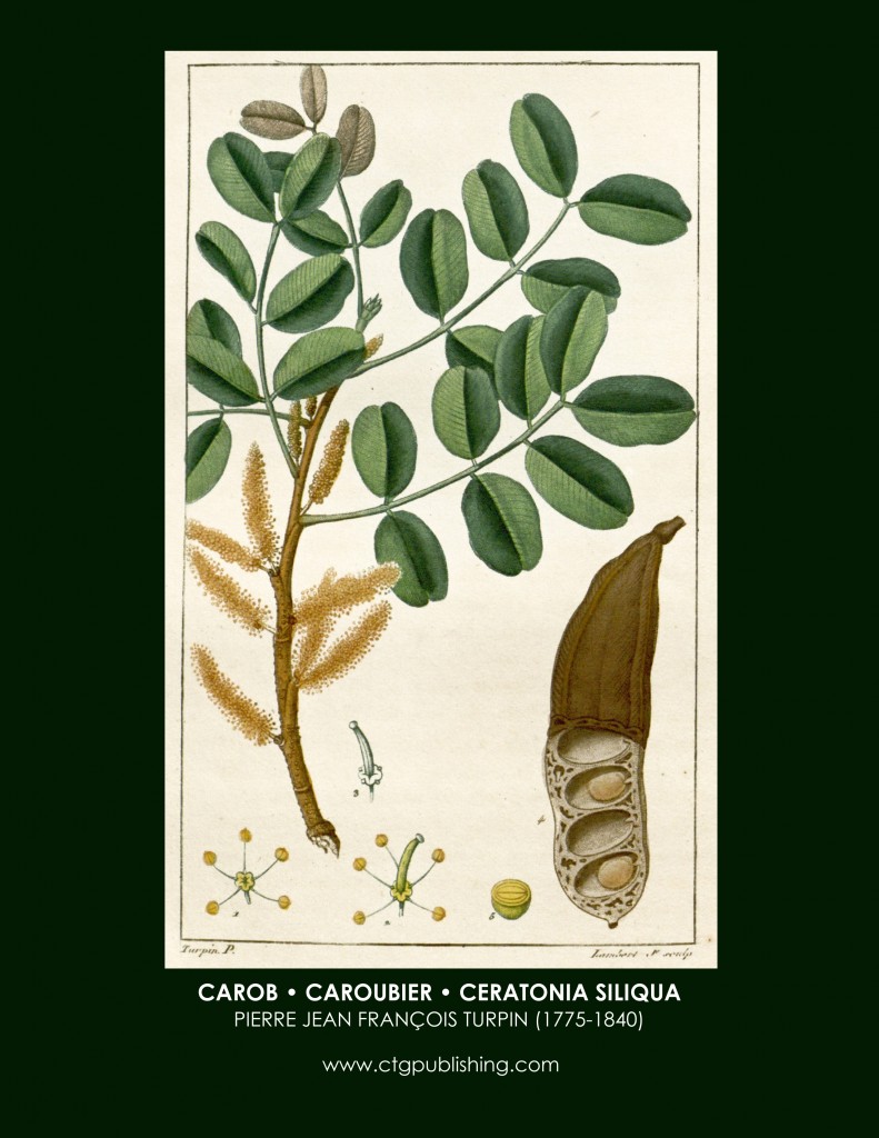 Carob Fruit Botanical Print by Turpin